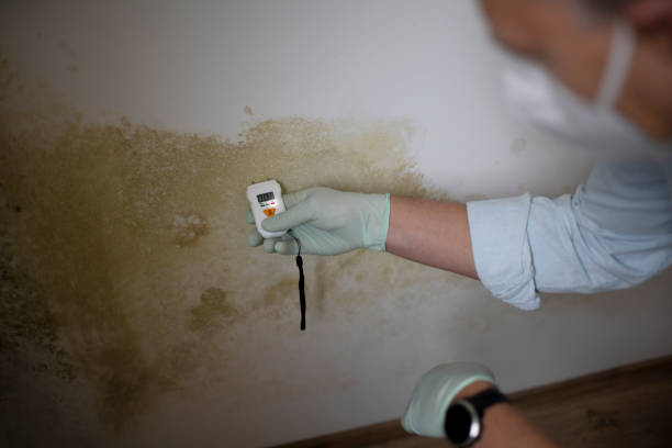 Best Health and Safety Mold Remediation in Cottonwood, CA