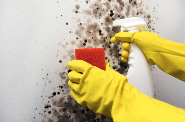 Best Industrial Mold Remediation in Cottonwood, CA